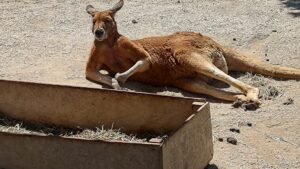 東武動物公園のカンガルー